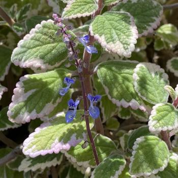 Plectranthus 'Blue Yonder' 