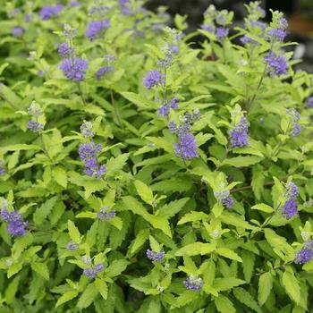 Caryopteris x clandonensis 'Minigold' 