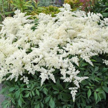 Astilbe 'Fireworks White' 