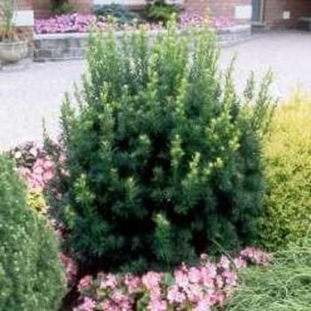 Taxus x media 'Fairview' 