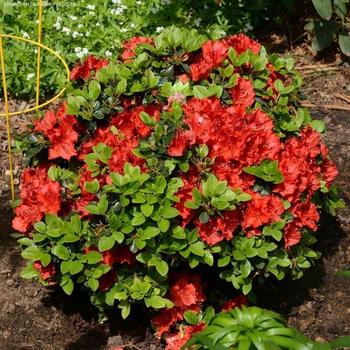 Rhododendron 'Girard's Hot Shot' 