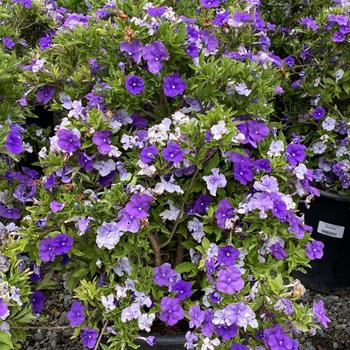 Brunfelsia pauciflora 'Compacta' 