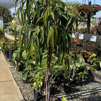 Ficus binnendiijkii 'Alii' 