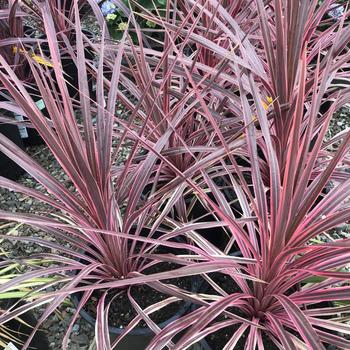 Cordyline australis 'Cherry Sensation' 