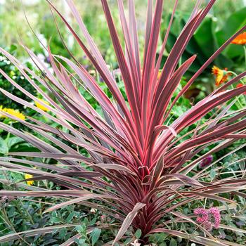 Cordyline australis 'Charlie Boy' 