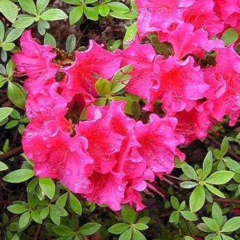 Rhododendron 'Girard's National Beauty' 