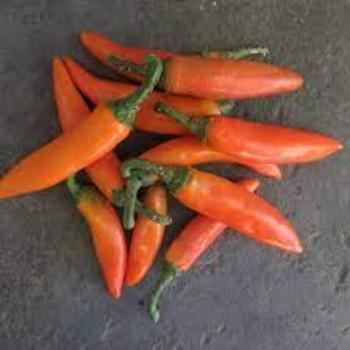 Capsicum annuum 'Bulgarian Carrot' 