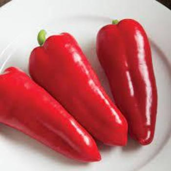 Capsicum annuum 'Cornito rosso' 