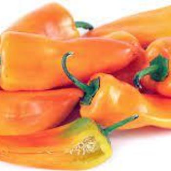 Capsicum annuum 'Aura' 