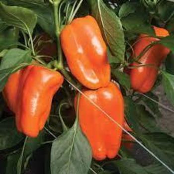 Capsicum annuum 'Glow' 