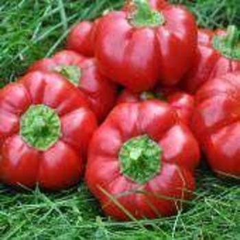 Capsicum annuum 'Round of Hungary' 