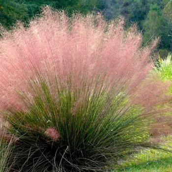 Muhlenbergia 'Multiple Varieties' 