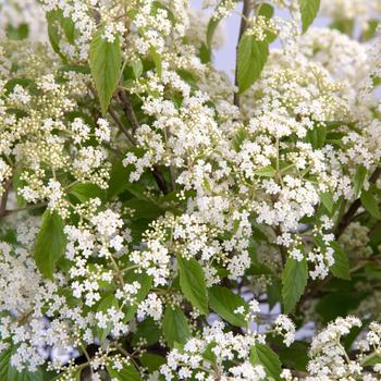 Viburnum luzonicum 'Snow Joey™'