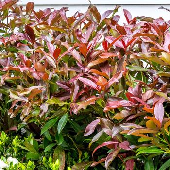 Viburnum odoratissimum 'Coppertop™'