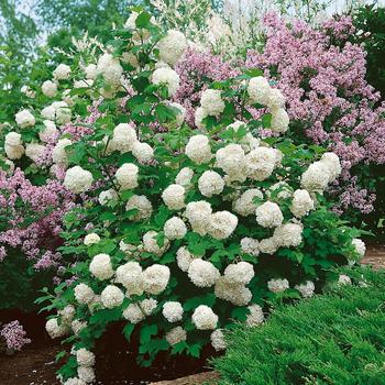 Viburnum macrocephalum 