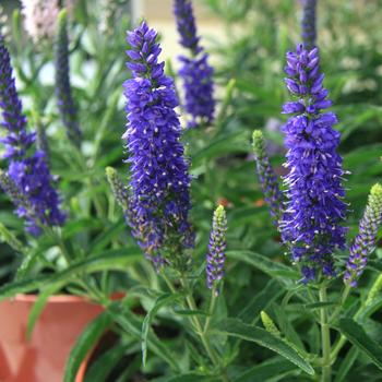 Veronica 'Novaverblu' 