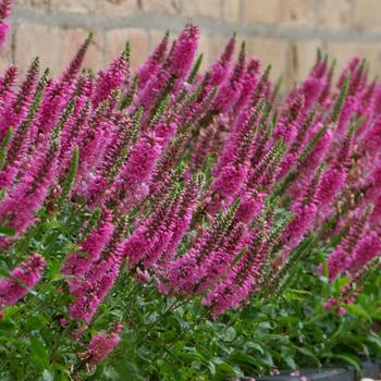 Veronica spicata 'Beeline Petite' 