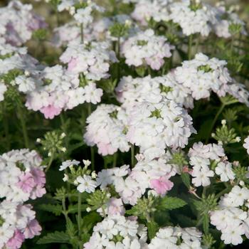 Verbena peruviana 'White Blush' 