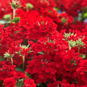 Verbena peruviana EnduraScape™ Red