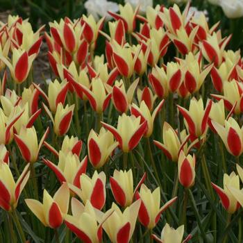 Tulipa clusiana 'Tinka' 