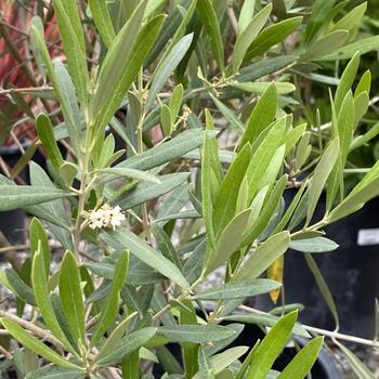 Olea europaea 'Monher' 