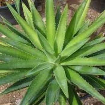 Agave decipiens