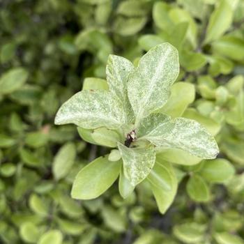 Pittosporum tenuifolium 'Irene Patterson' 