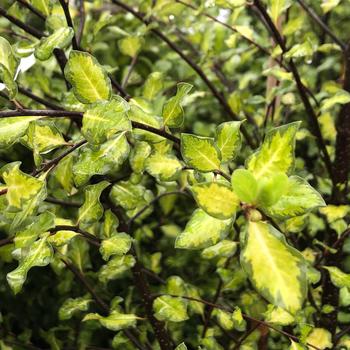 Pittosporum tenuifolium 'Ivory Sheen' 