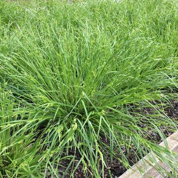 Carex amphibola