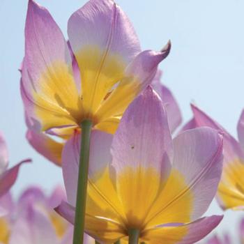 Tulipa saxatilis 'Lilac Wonder' 