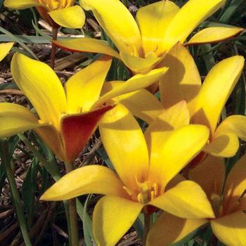 Tulipa chrysantha 