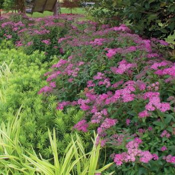 Spiraea bumalda 'Little Bonnie™'