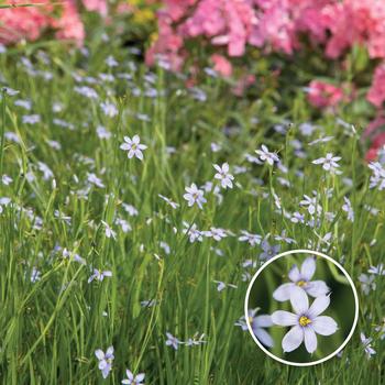 Sisyrinchium angustifolium Sassy Grass™