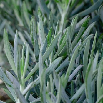 Senecio ficoides 'Mount Everest' PP22188