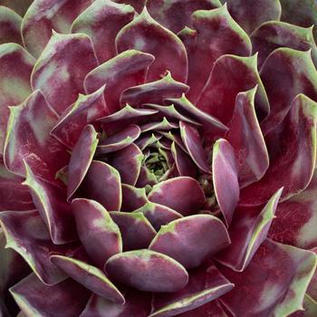 Sempervivum 'Rose Quartz' 