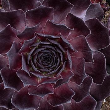 Sempervivum Supersemp® 'Onyx'