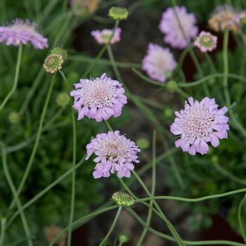 Scabiosa incisa 'Kudo Pink'