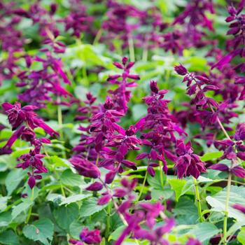 Salvia splendens Saucy™ 'Wine'