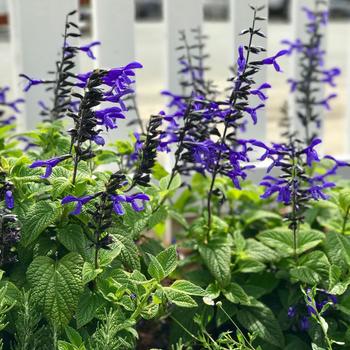 Salvia guaranitica 'Black and Purple' PP32027