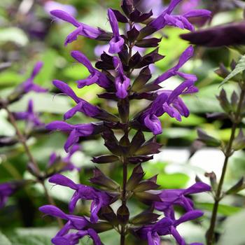 Salvia guaranitica 'Black and Purple' PP32027