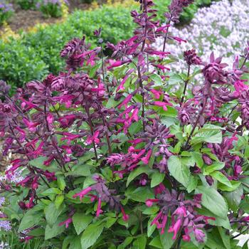 Salvia 'Love and Wishes™'