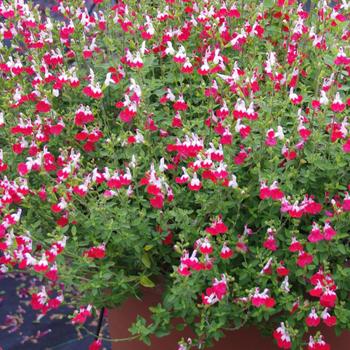 Salvia microphylla 'Little Kiss'