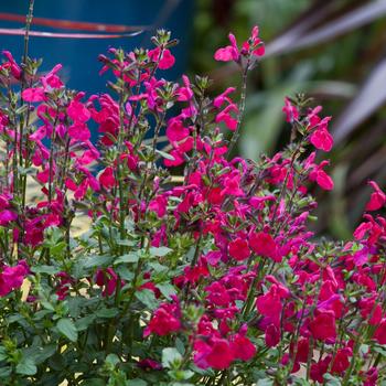 Salvia microphylla 'Killer Cranberry'