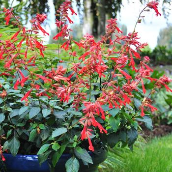 Salvia 'Ember's Wish'