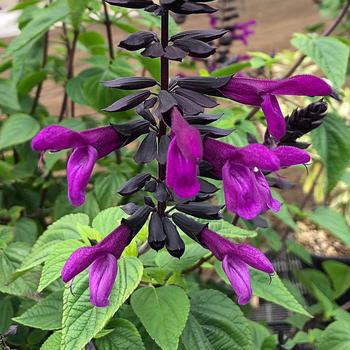 Salvia x guaranitica Bodacious® 'Smokey Jazz'