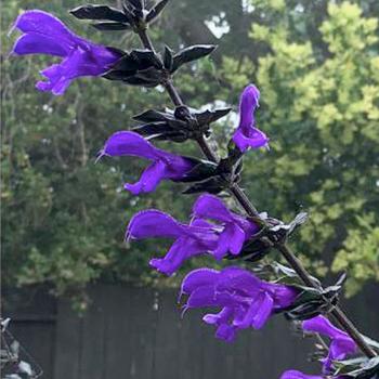 Salvia x guaranitica Bodacious® 'Rhythm & Blues'