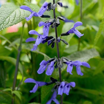 Salvia guaranitica 'Black & Bloom'