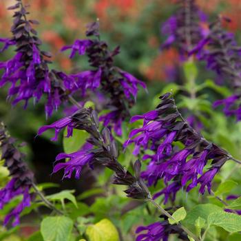 Salvia 'Amistad' 