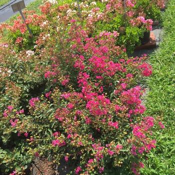 Lagerstroemia indica 'Red Velvet' 