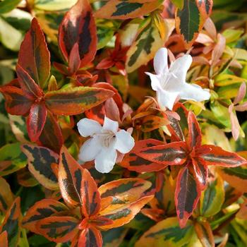 Abelia x grandiflora 'Kaleidoscope'